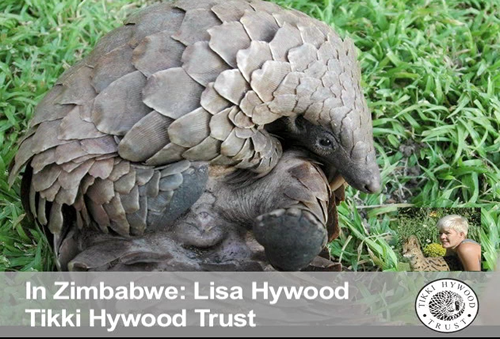 Plight of Zimbabwe's Pangolins with Lisa Hywood, Tikki Hywood Trust, Zimbabwe