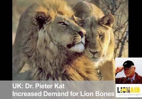 African lions threatened by trophy hunting and traditional Chinese medicine