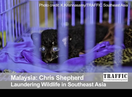 Laundering Wildlife in Southeast Asia, Behind the Schemes Episode 6