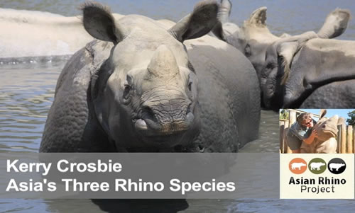 Asia's Three Rhino Species