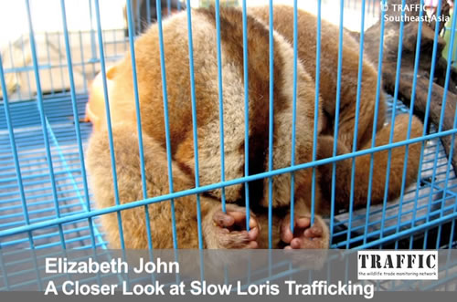 A Closer Look At Slow Loris Trafficking