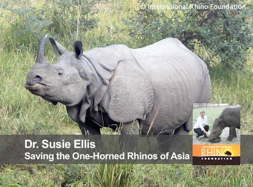 Saving the One-Horned Rhinos of Asia